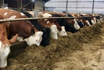 Managing Transition Cows at Grass