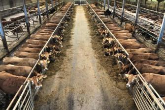 The importance of a good dry cow protocol