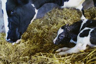 Improving general cow health to positively impact fertility
