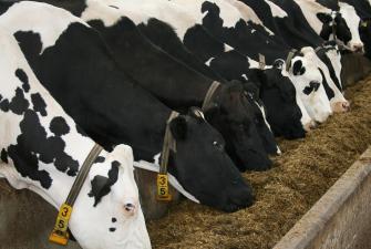 Calcium binder trials show cow benefits