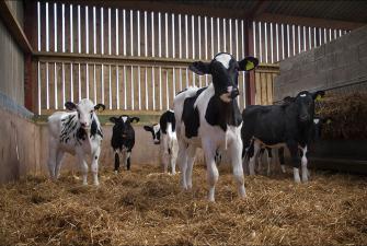 Minimising the risk of clinical and subclinical milk fever